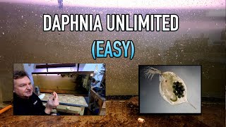 How I Raise Daphnia Water Fleas And You Can Too [upl. by Latoyia]