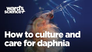 Caring and Culturing for Daphnia [upl. by Ellecrad]