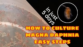 How to Culture Magna Daphnia Easily [upl. by Boorman991]