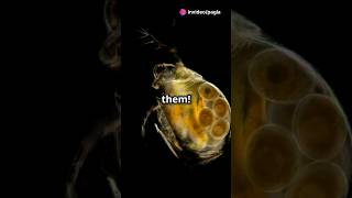 How to culture Daphnia for your Aquarium [upl. by Assena285]