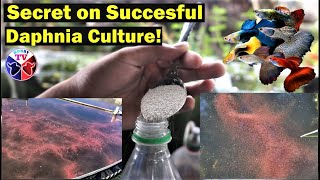 How to Culture Daphnia Successfully [upl. by Dnumyar243]