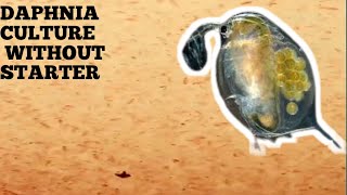 HOW TO CULTURE DAPHNIA NATURALLY WITHOUT A STARTER [upl. by Aivitnahs314]