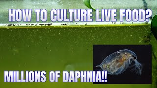 How to Culture Daphnia Secret Method to Breed MILLIONS  Simply Aquatic [upl. by Syxela]