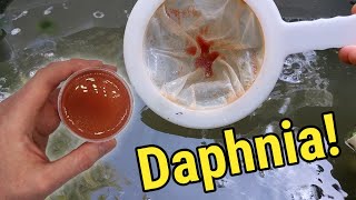 How I Culture Daphnia In Outdoor Tubs [upl. by Rafa]