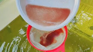 How to culture daphnia  Daphnia culture  How to grow daphnia outdoor [upl. by Stratton]