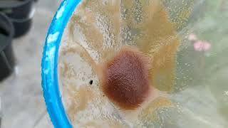 How to culture daphnia moina in a small container Part 1 English Subtitle [upl. by Josias]