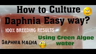 Daphnia MagnaHow to Culture Daphnia Easy wayCulturing Daphnia using Green water Daphnia [upl. by Ecnaled]