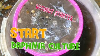 How to culture daphnia moina the easy way 1  Starting the Daphnia culture [upl. by Yelserp]