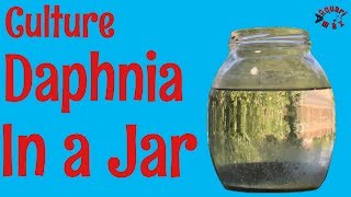 How to Culture Daphnia in a Jar [upl. by Ahsenhoj]