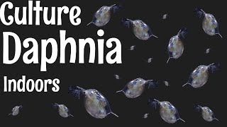 How to Culture Daphnia [upl. by Rikki]