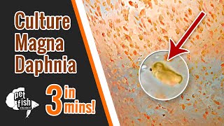 How to culture DAPHNIA MAGNA  The easy way [upl. by Nadabas970]