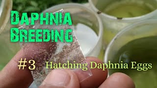 Daphnia Culture made simple and easy 3  Hatching Daphnia eggs [upl. by Worsham]