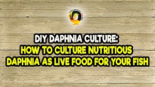 DIY Daphnia Culture How to Culture Nutritious Daphnia as Live Food for Your Fish [upl. by Rehttam]