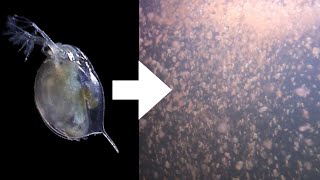 How I Culture Daphnia [upl. by Shae991]