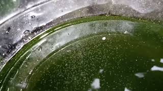 DAPHNIA MOINA CULTURE IN A SMALL BUCKET [upl. by Llehctim]