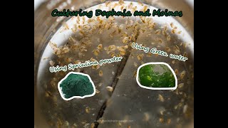 How To Culture Daphnia and Moinas using Green Water Spirulina powder [upl. by Gyasi]