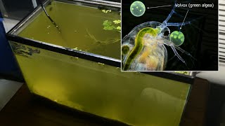 Raising Daphnia for the Freshwater Aquarium [upl. by Aubarta916]