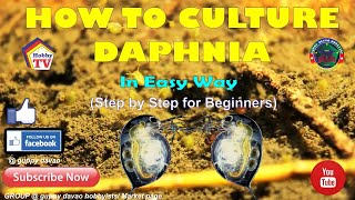 HOW TO CULTURE DAPHNIA In Easy Way [upl. by Ajoop]